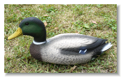 Model Duck
